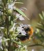 Bombus pascuorum